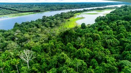 Ein Fluss fließt durch den Amazonas-Regenwald in der Nähe von Manaus, Brasilien. 