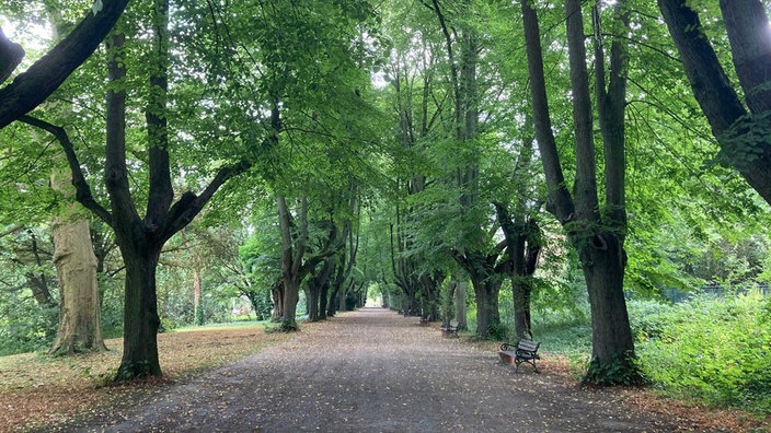 Allee im Botanischen Garten Rombergpark in Dortmund