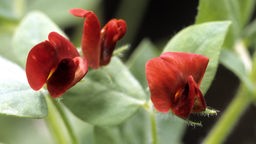 Rote Spargelerbse (Lotus tetragonolobus)