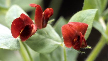 Rote Spargelerbse (Lotus tetragonolobus)