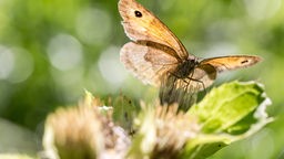 Ein brauner Schmetterling mit einem kleinen schwarzen Auge sitzt auf einer Blume.