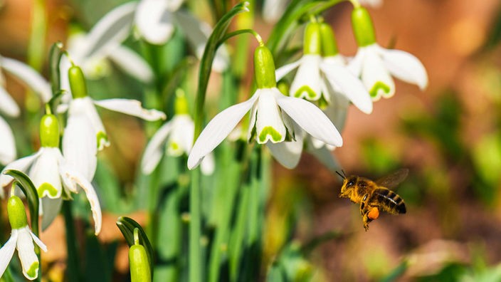 Biene fliegt auf Blüte von Schneeglöckchen zu.