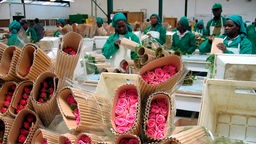 Archivbild: Arbeiter:innen in Kenia beim Verpacken von Schnittblumen