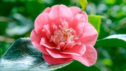 Die rosa Blüte einer japanischen Kamelie
