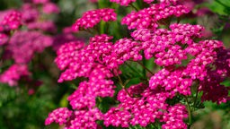 Botanik Gemeine Schafgarbe Kirschkönigin mit Blüten pink