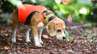 Beagle-Spürhund Mira schnuppert am 15.09.2016 in Ladenburg (Baden-Württemberg) in einer Baumschule auf der Suche nach dem für Bäume gefährlichen Asiatischen Laubholzbockkäfer.