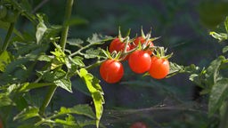 Reife kleine Tomaten an einer Pflanze.