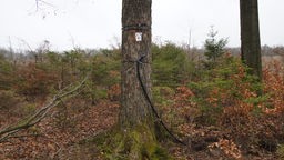 An einen Baum ist ein digitales Gadget angebracht.