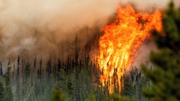 Ein Wald in Kanada brennt – die Flammen stehen im Kontrast zum gesunden tiefgrünen Wald.