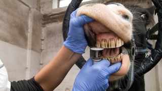 Archivbild: Zahnbehandlung an einem Pferd