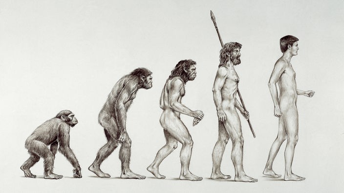 Evolution von Affe zu Mensch