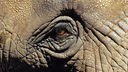 Nahaufnahme des Auges eines Elefanten