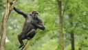Ein junger Gorilla sitzt in einem Wald auf einem hochgelegenen Baumstumpf und hält sich mit einem Arm am Stamm fest. Dabei sieht er in die Ferne und fasst sich mit der anderen Hand auf die Brust.