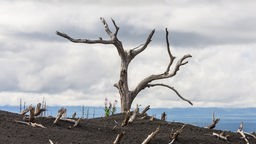 Ein kahler toter Baum vor einer gräulichen Wolkendecke