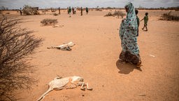 Dollow, Somalia: Ein Kind läuft an Kadavern von Ziegen vorbei, die wegen Hunger und Durst gestorben sind. 