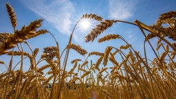 Weizenfeld, vertrocknet und nur niedrig gewachsen, durch die Sommertrockenheit