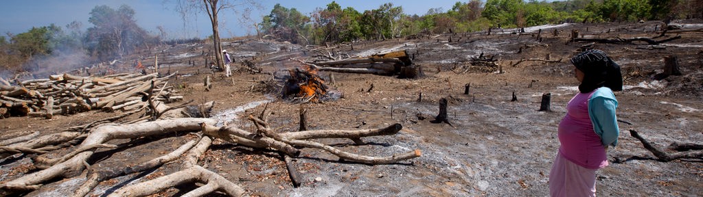 Zerstörter Regenwald in Indonesien