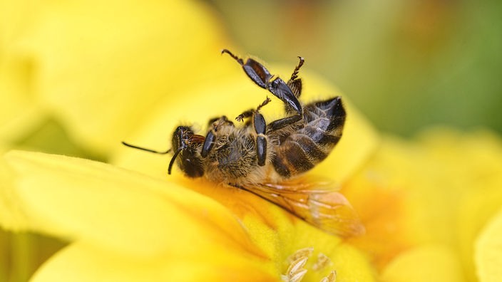 Insektensterben - wie schädlich sind Neonicotinoide?