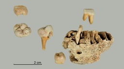 ei Ausgrabungen an der Blätterhöhle in Hagen haben Archäologen menschliche Überreste aus der späten Altsteinzeit entdeckt.