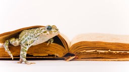 Wechselkröte vor einem Buch