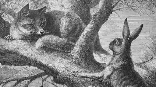 Historische Zeichnung: Ein Fuchs belauert einen Hasen in einem Baum.