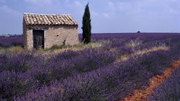 Steinhaus im Lavendelfeld in der Provence, Südfrankreich
