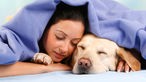 Frau und Hund, ein Labrador Retriever, liegen beide mit geschlossenen Augen unter einer Decke