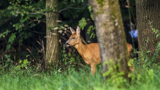 Reh im Wald