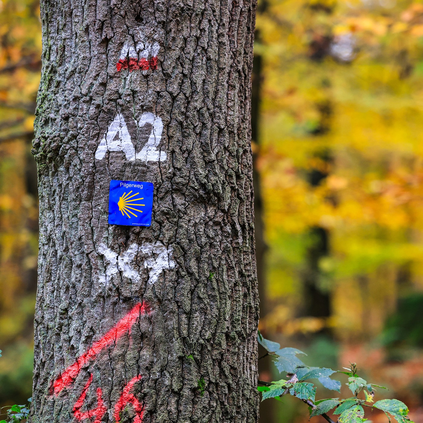 Stadtgespräch aus Kleve: Wird der Reichswald bald Nationalpark?