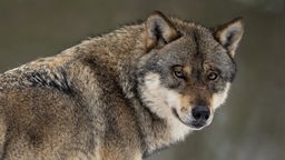 Ein Wolf blickt Richtung Kamera