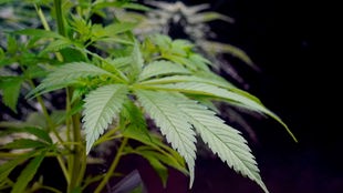 Cannabis Blätter vor schwarzem Hintergrund.