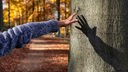 Hand einer Frau berührt Baum.
