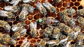 Bienenvolk mit Königin