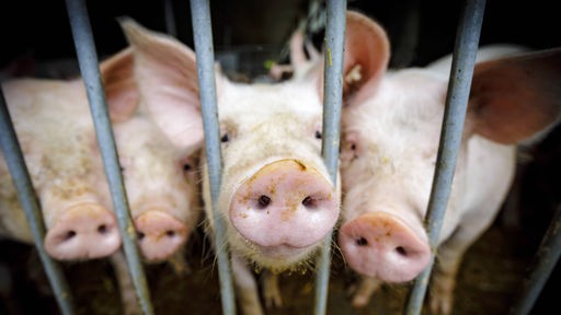 Schweine stehen auf einem Bio Bauernhof in einem Stall und stecken ihre Ruessel durch das Gitter .