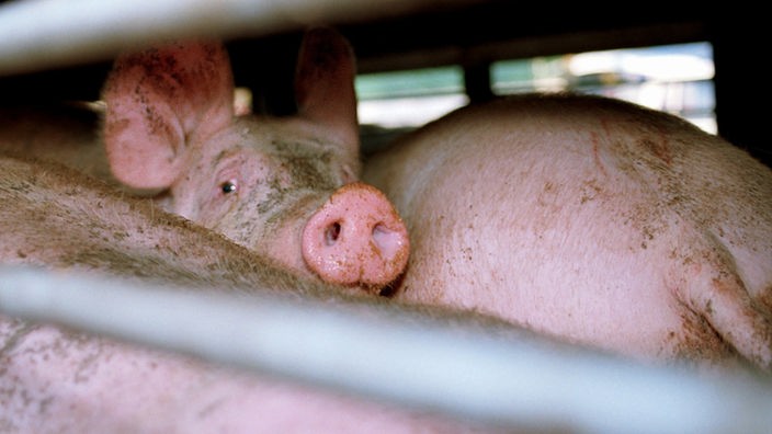 Das Bild zeigt Schweine im einem Transporter. Die Tiere sind dicht aneinander gedrängt, eins reckt den Kopf zwischen zwei anderen empor und schaut aus dem Laster.