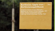 Der Korbiniansapfelbaum