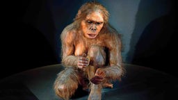 Spanien, Burgos: Hominide "Lucy" Astralopithecus afarensis im Museum für menschliche Evolution