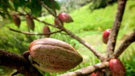 Kakaofrüchte an einem Kakaobaum