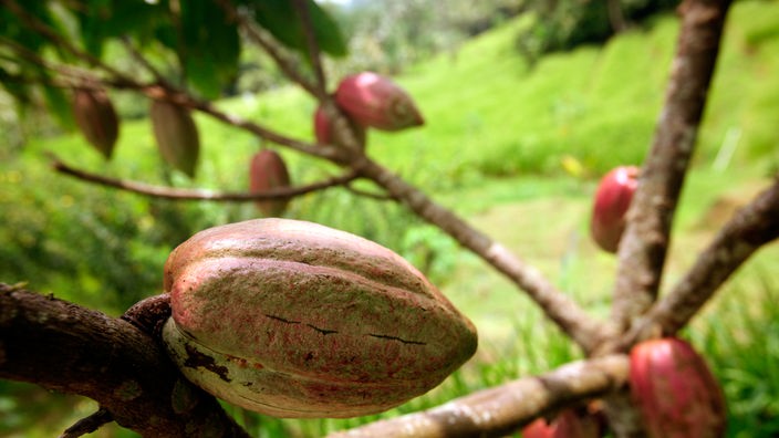 Kakaofrüchte an einem Kakaobaum