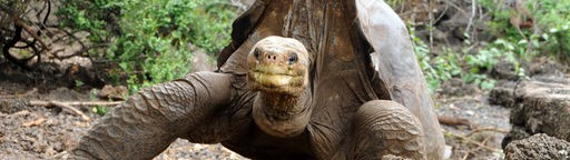 Riesenschildkröte „Lonesome George" im Galapagos-Nationalpark