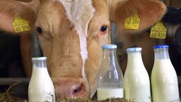 Eine Kuh schaut in einem Stall hinter vier mit Milch gefüllten Flaschen hervor