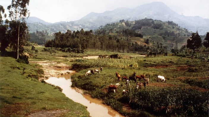  Flusslandschaft mit grasenden Kühen zwischen Kigali und Ruhengeri