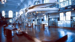 Walskelett im Ozeanographischen Museum