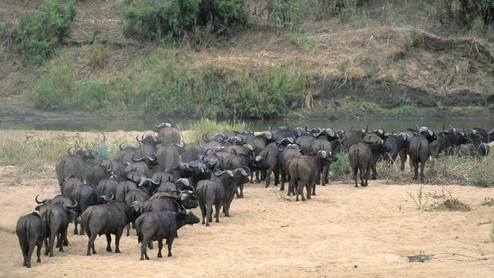 Afrikanische Büffel im Kruger Nationalpark