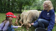 Mädchen , die ein freiwilliges ökologisches Jahr absolviert, beim füttern von Schafen