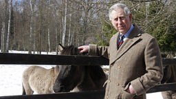 Prinz Charles am Gehege einiger Kleinpferde in Polen