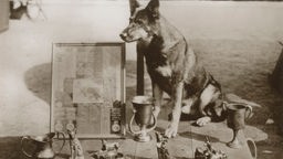 Film Hund Rin Tin Tin mit Auszeichnungen