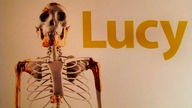Skelett "Lucy"