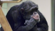 Boah, ist das langweilig, sichtlich gelangweilter Schimpanse