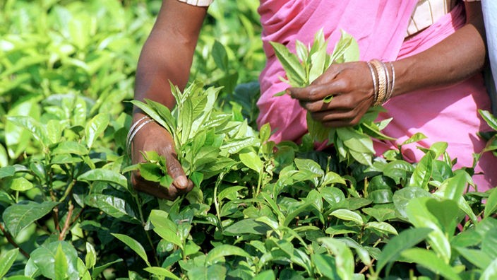 Eine Erntehelferin pflückt mit den Händen Teeblätter in Assam